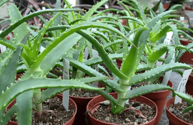 搜狗截圖23年03月26日1626_3.png 搜狗截圖23年03月26日1626_3.png