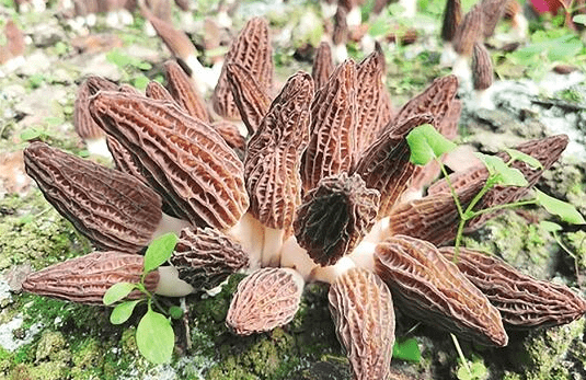 搜狗截圖23年03月14日2002_18.png 搜狗截圖23年03月14日2002_18.png