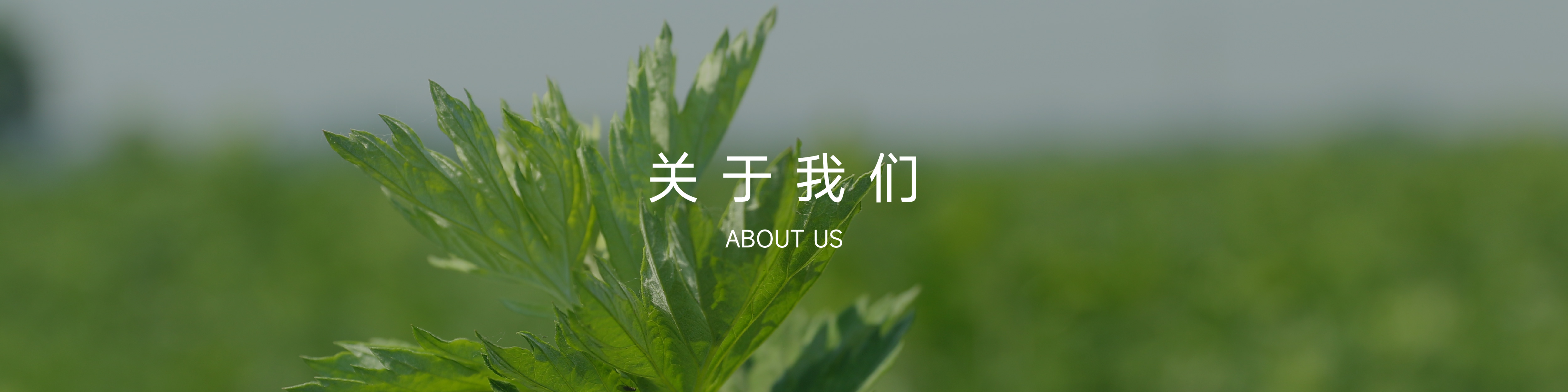 公司簡介