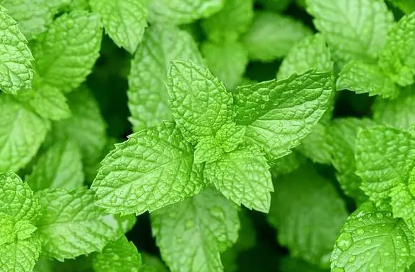 QQ20250127-093723.png QQ20250127-093723.png